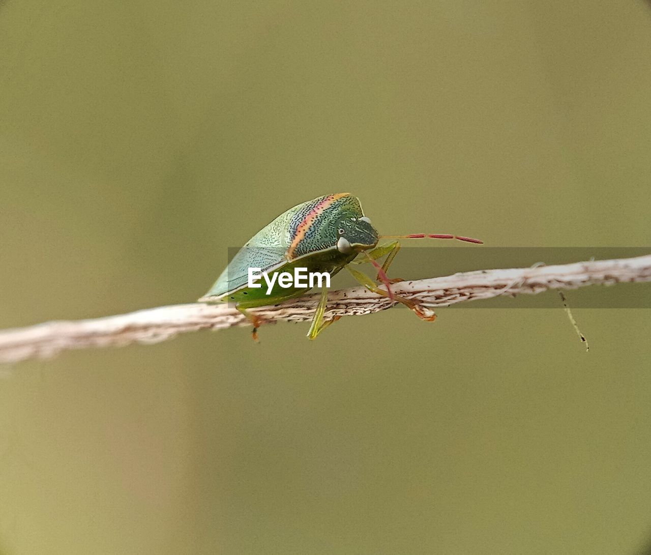 CLOSE-UP OF GRASSHOPPER