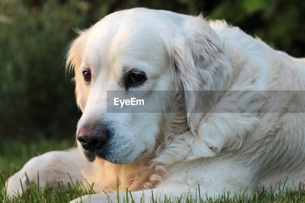 Close-up of dog looking away