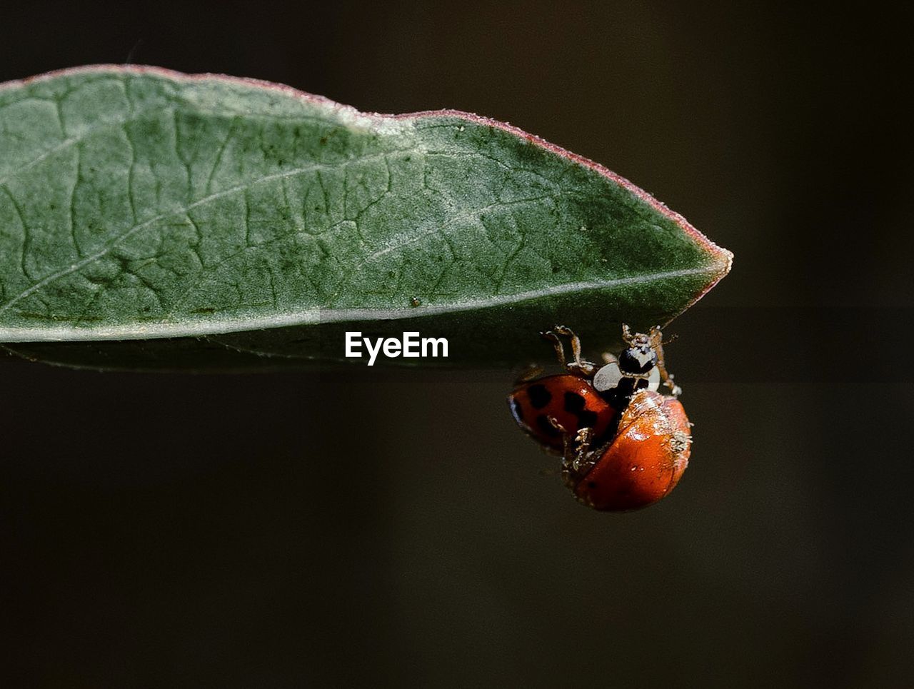 CLOSE-UP OF LADYBUG ON A PLANT