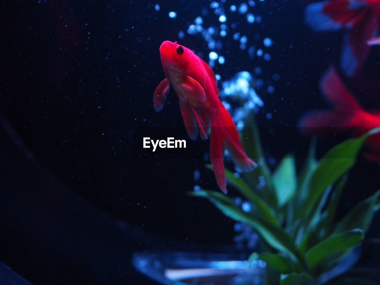 Close-up of fish swimming in aquarium