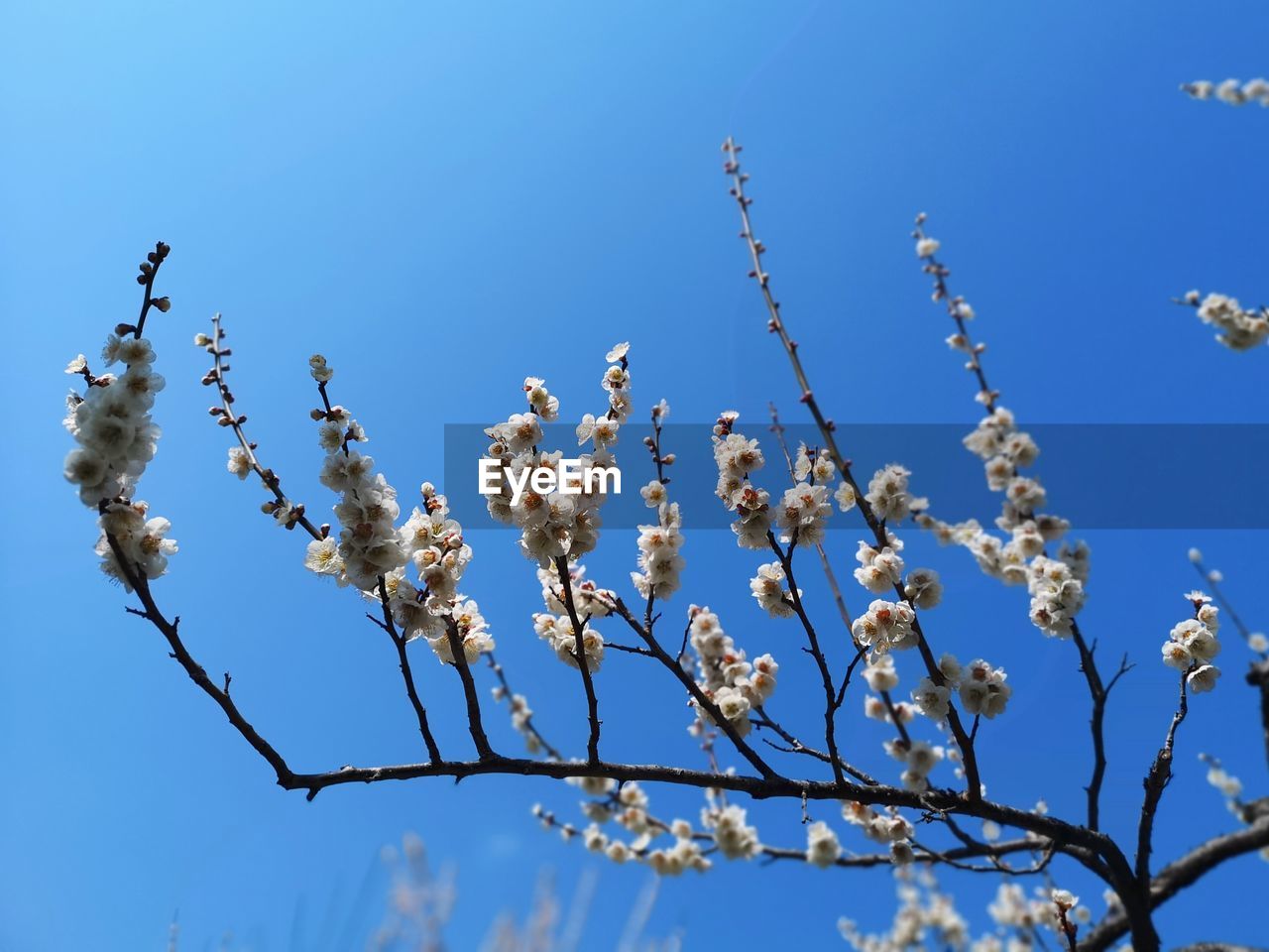 LOW ANGLE VIEW OF CHERRY BLOSSOMS AGAINST CLEAR BLUE SKY