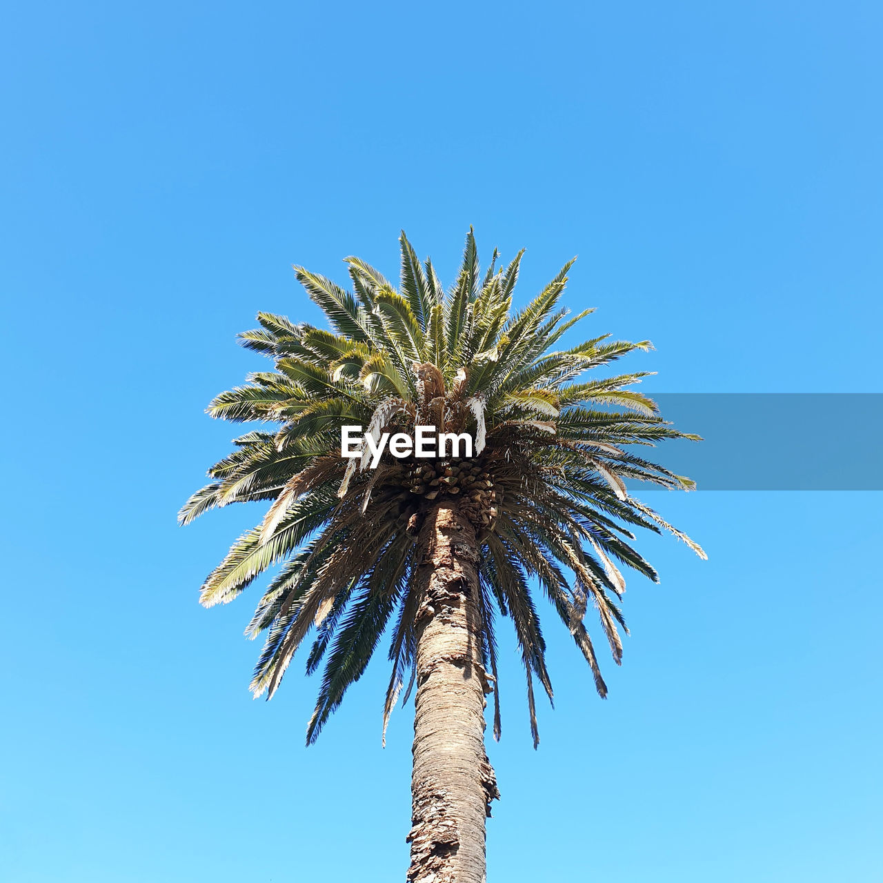 LOW ANGLE VIEW OF COCONUT PALM TREE AGAINST CLEAR SKY