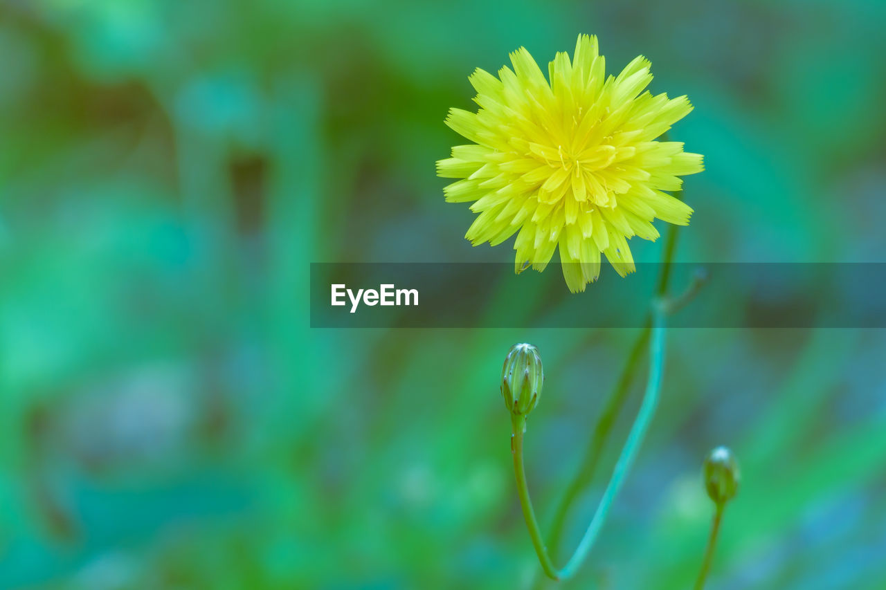 CLOSE-UP OF YELLOW FLOWERING PLANTS