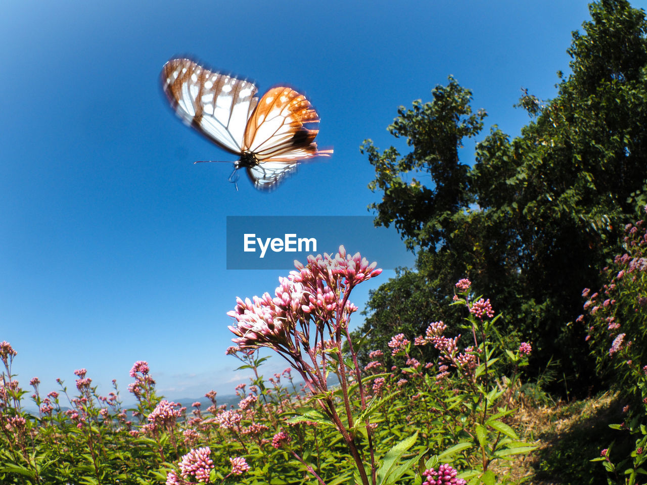 BUTTERFLY POLLINATING FLOWER