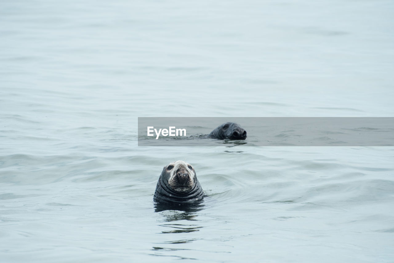 Two grey seals play together in the ocean