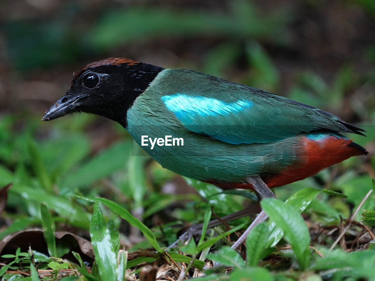 animal themes, animal, bird, animal wildlife, one animal, wildlife, beak, nature, green, no people, animal body part, plant, close-up, multi colored, side view, tropical bird, land, outdoors, full length, environment