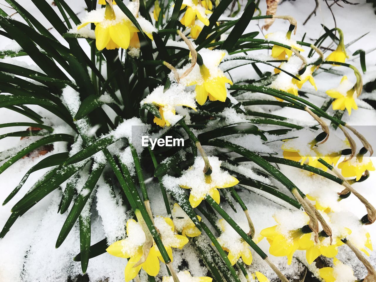 CLOSE-UP OF YELLOW FLOWER PLANT