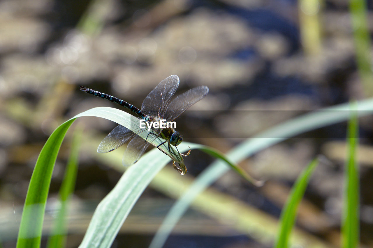 Close-up of dragonfly on plant