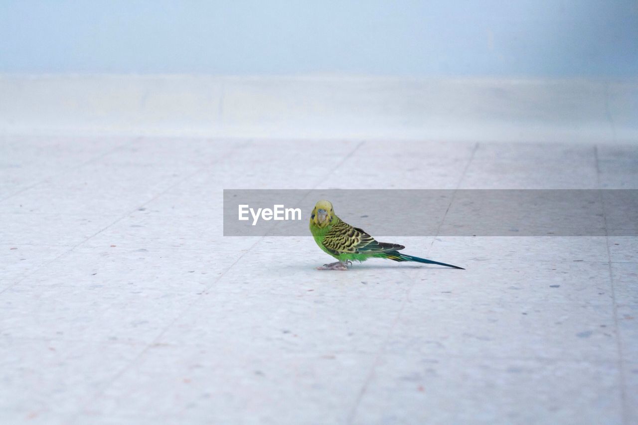 Lovebird on floor