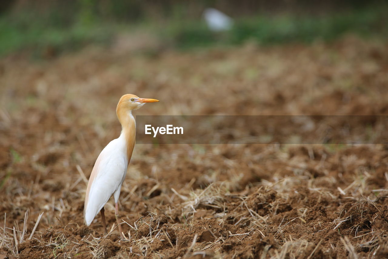 animal themes, animal, bird, animal wildlife, wildlife, one animal, beak, no people, nature, heron, day, outdoors, land, side view, plant