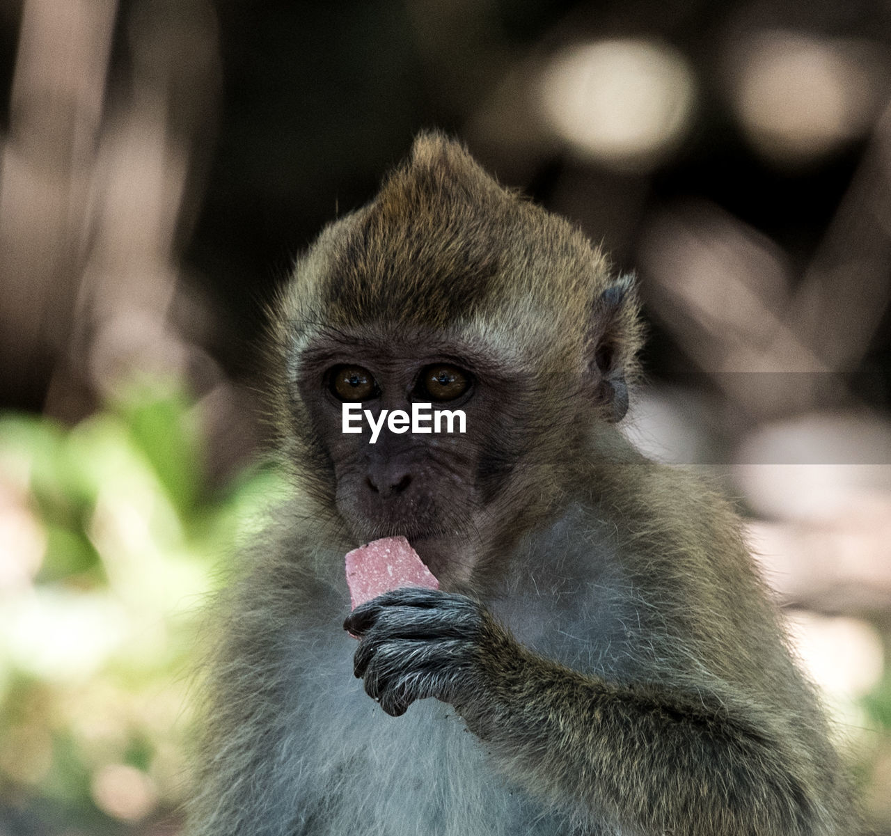Close-up of long tailed macaque