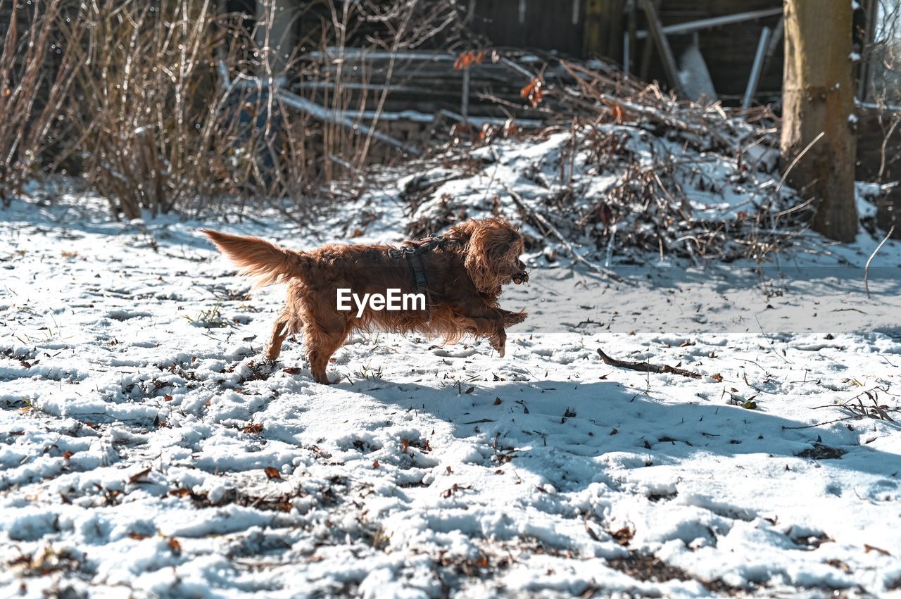VIEW OF DOG ON SNOW COVERED LAND