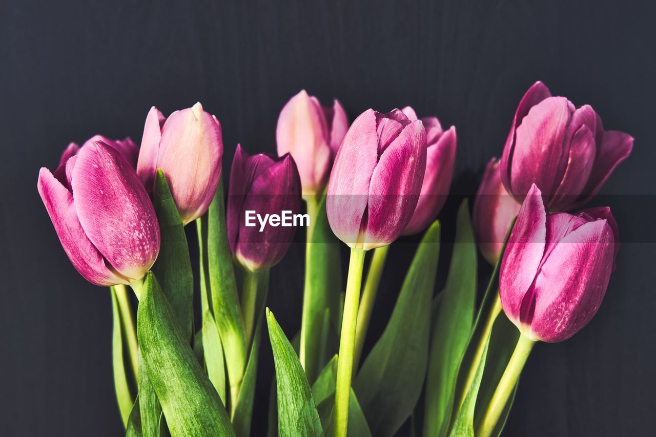 Close-up of pink tulips against black background