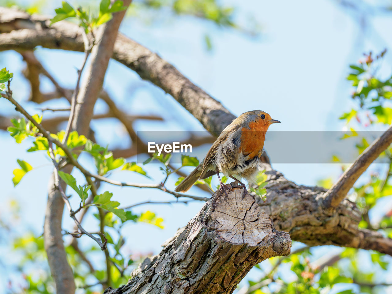 BIRD PERCHING ON TREE TRUNK