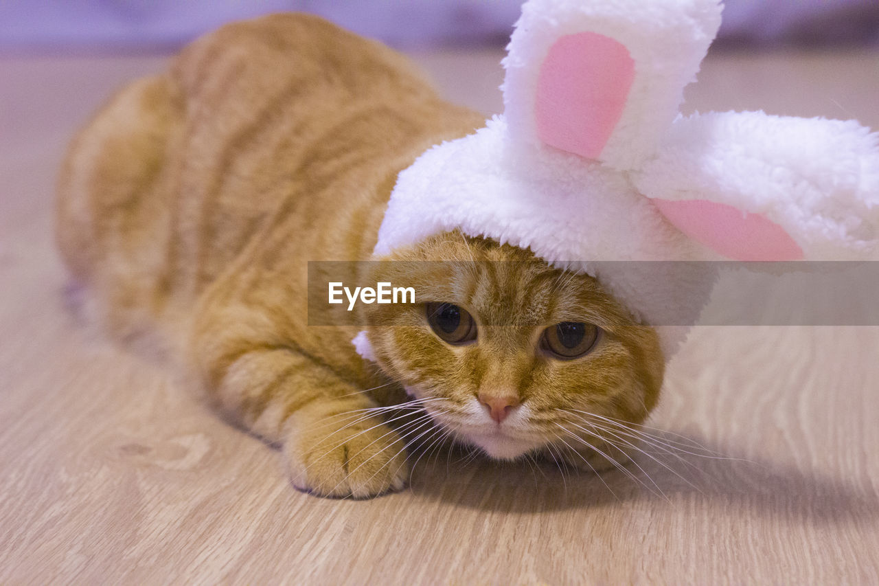 mammal, animal, pet, animal themes, domestic animals, cat, one animal, stuffed toy, cute, whiskers, toy, domestic cat, indoors, no people, feline, skin, nose, fun, close-up, pink, portrait, celebration, animal body part, animal representation, young animal