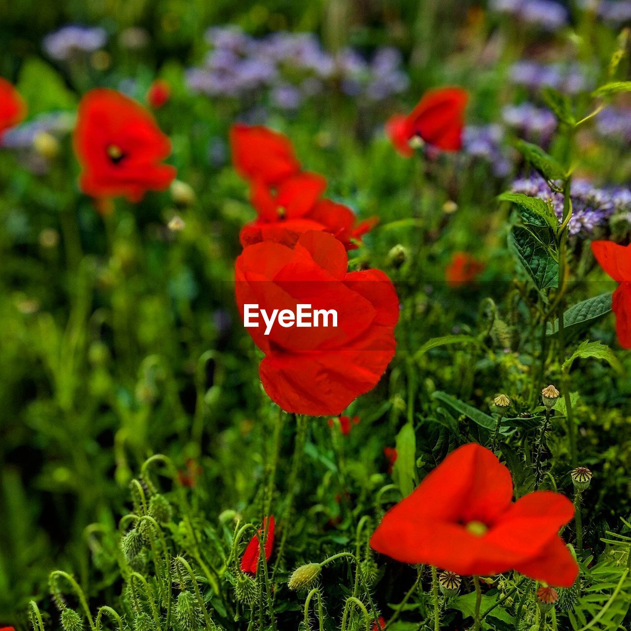 CLOSE-UP OF RED POPPY FLOWERS IN FIELD