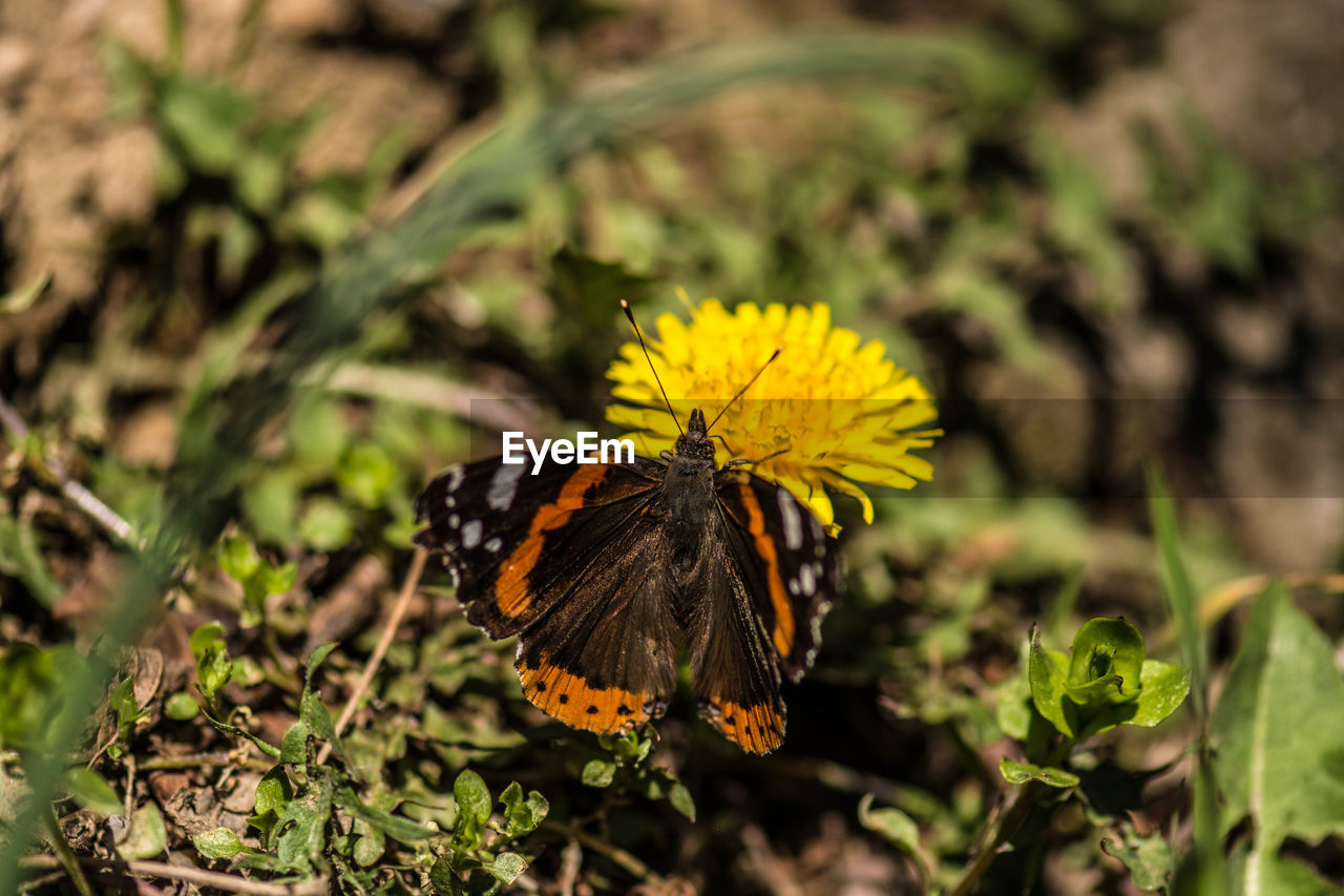 Close-up of butterfly pollinating on yellow flower