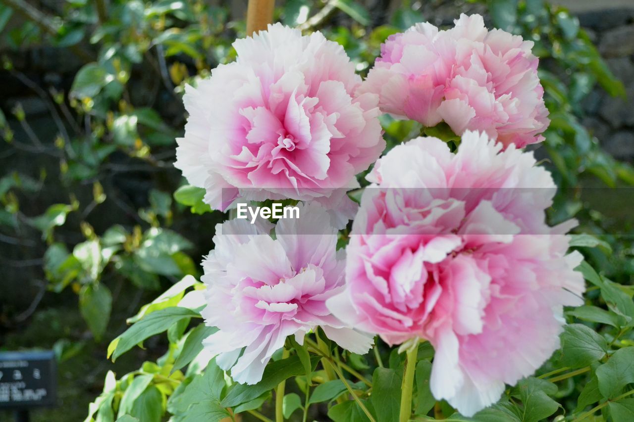 CLOSE-UP OF PINK FLOWERS BLOOMING