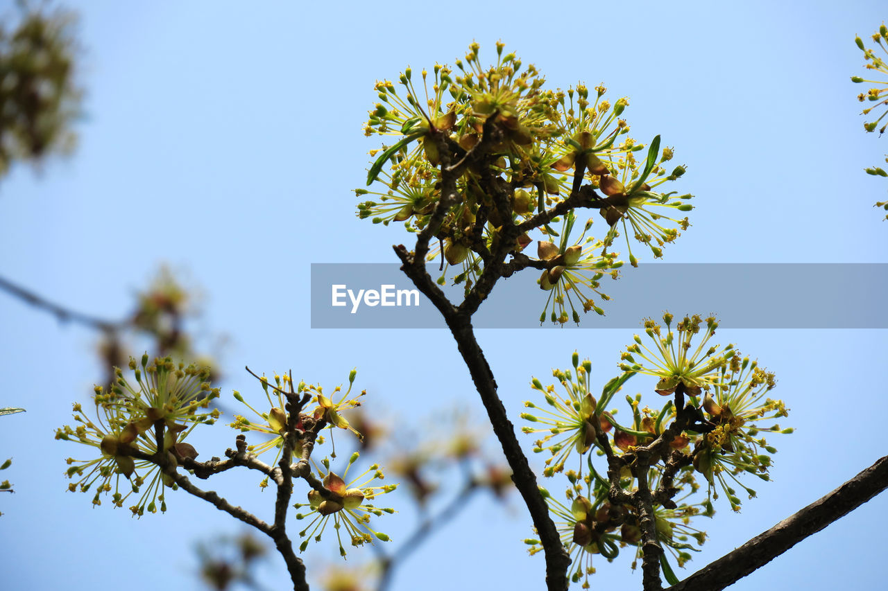 LOW ANGLE VIEW OF FLOWERING TREE AGAINST SKY