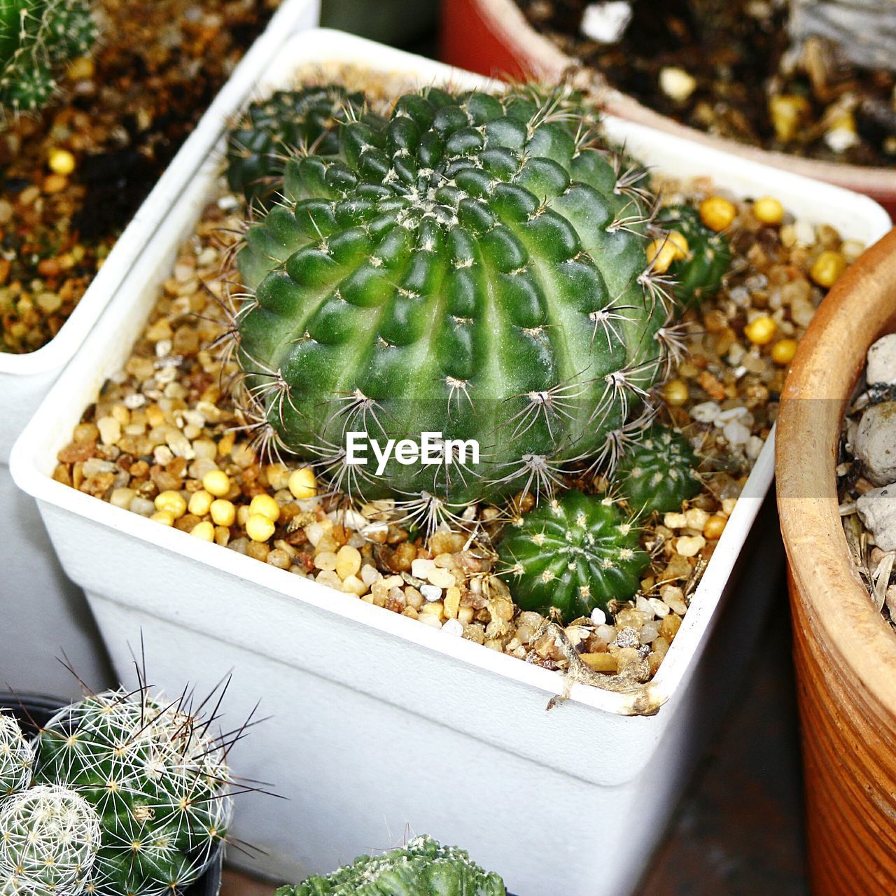 HIGH ANGLE VIEW OF CACTUS GROWING IN POTTED PLANT