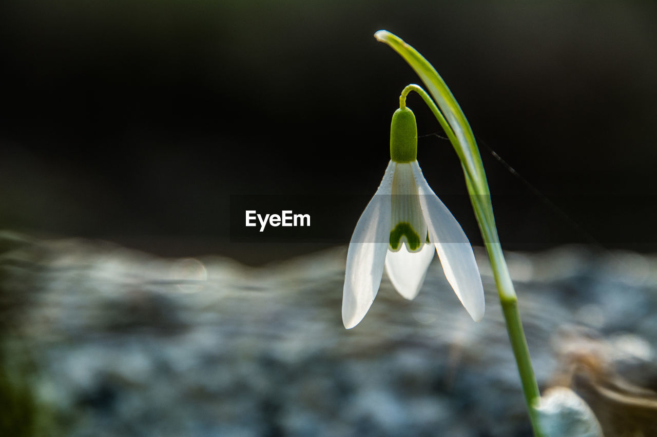 Close-up of white flowering plant