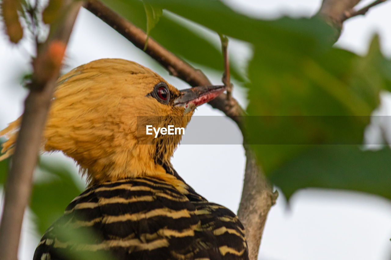 CLOSE-UP OF A BIRD PERCHING ON A BRANCH