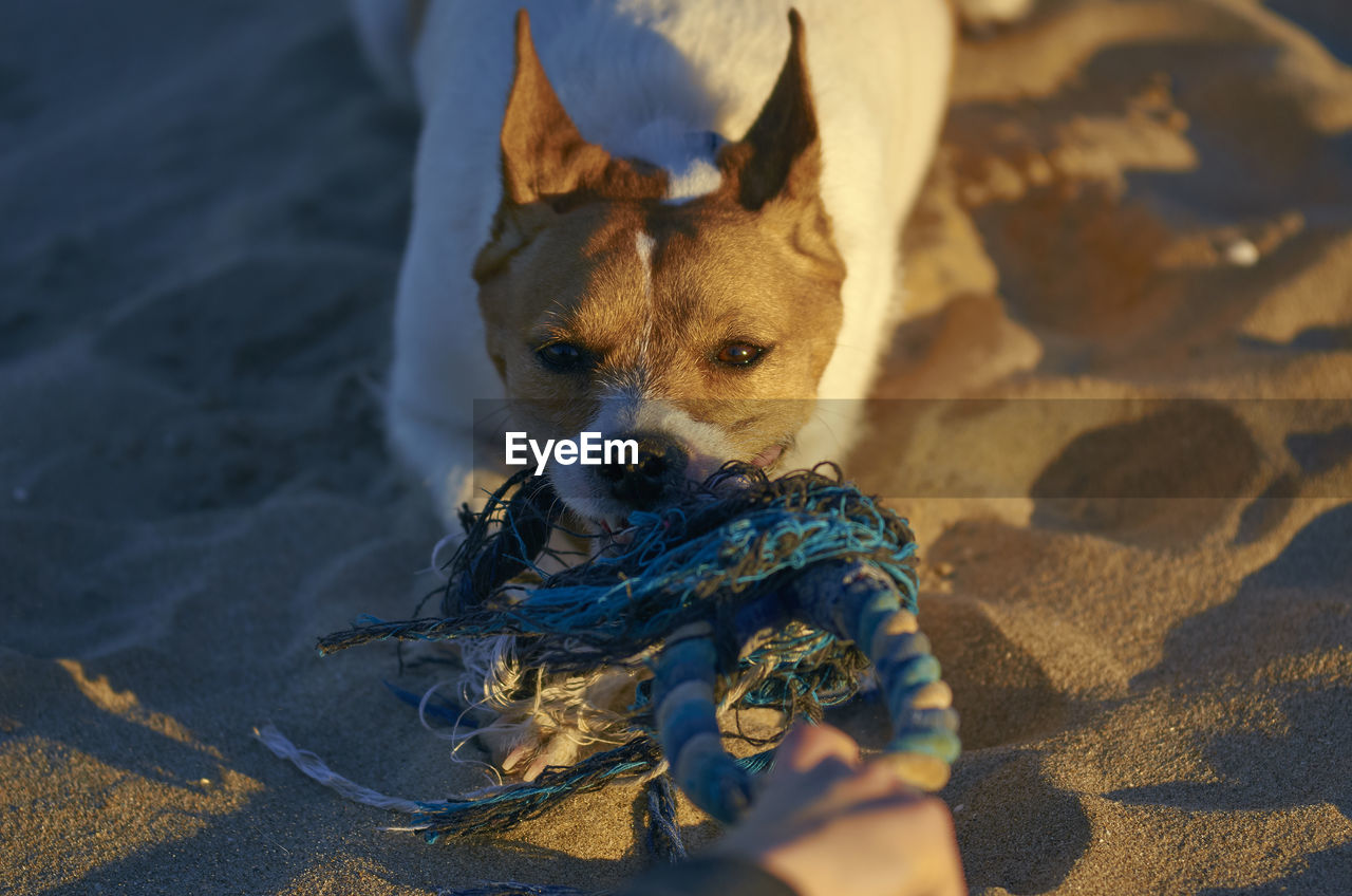 HIGH ANGLE VIEW OF DOG AT BEACH