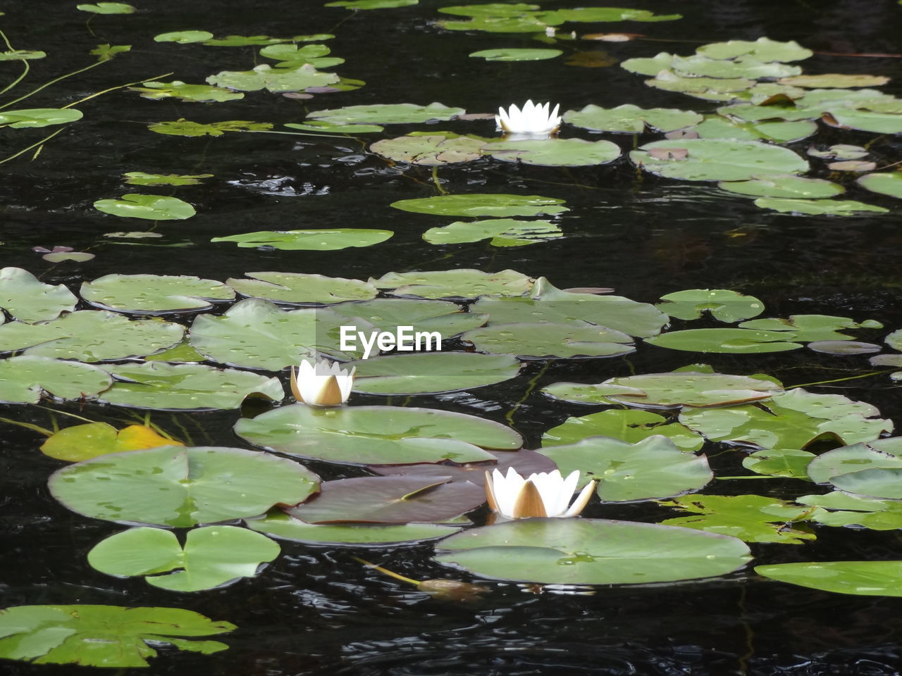 WATER LILIES AND LEAVES FLOATING ON LAKE