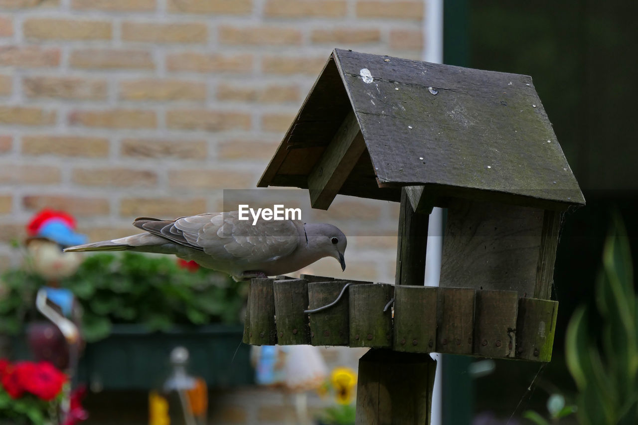 CLOSE-UP OF BIRD PERCHING ON WOODEN POST