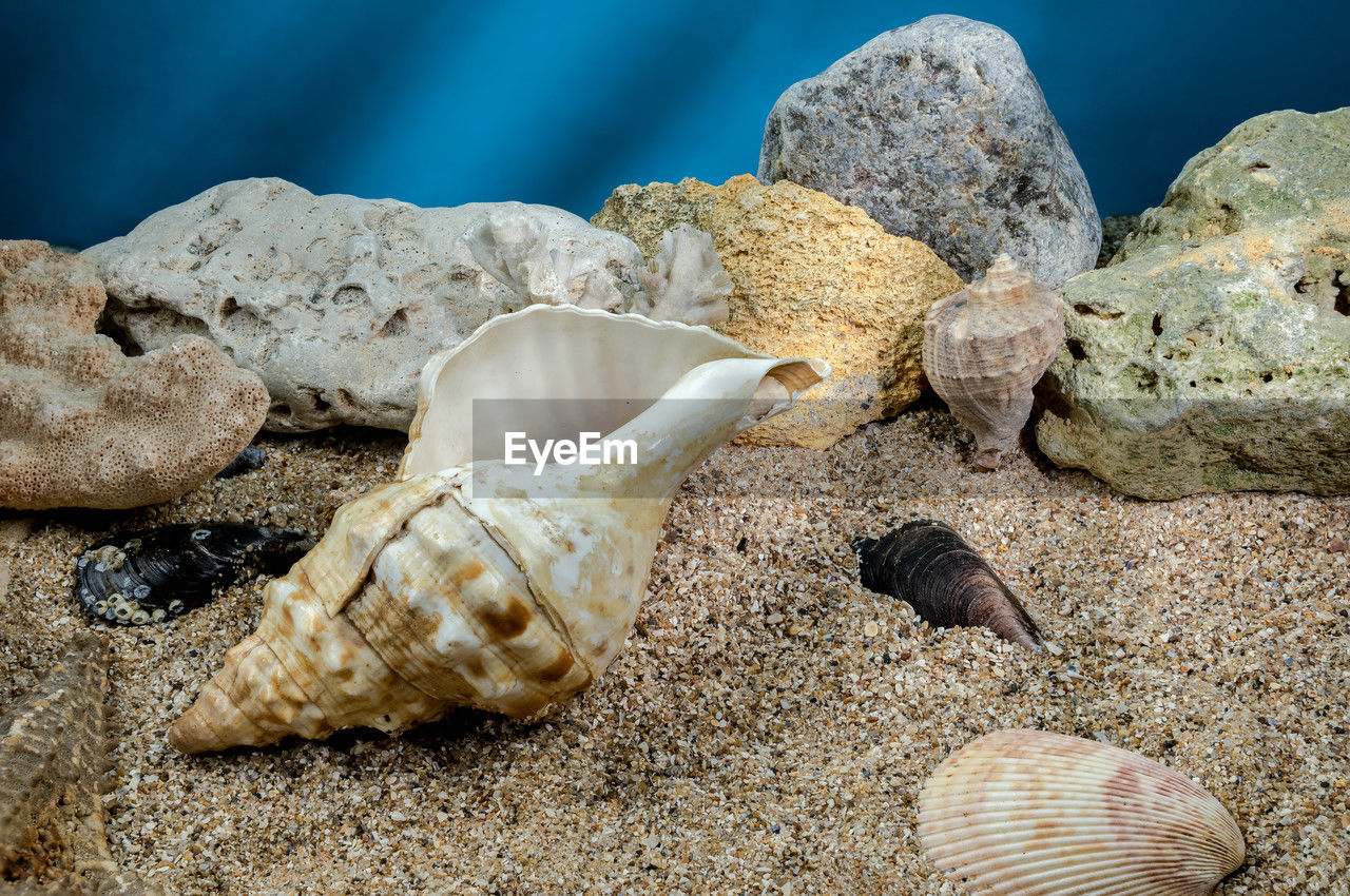 Pleuroploca trapezium sea snail shell cassis tuberosa on a sand underwater