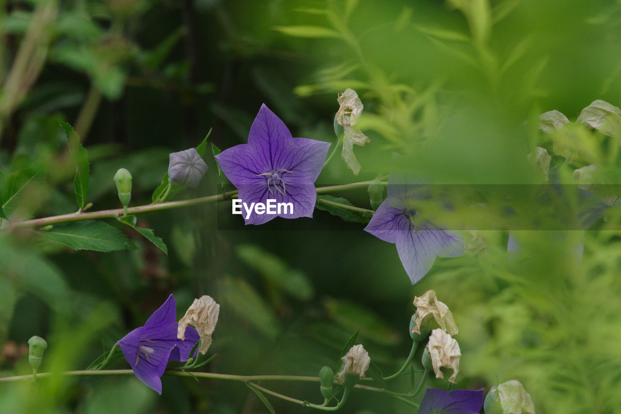 close-up of purple flowering plants