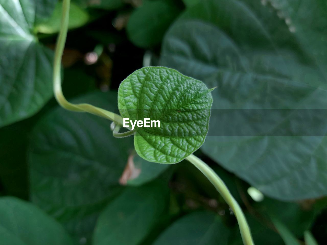 leaf, plant part, plant, green, growth, flower, nature, close-up, freshness, beauty in nature, food, food and drink, no people, healthy eating, vegetable, outdoors, day, agriculture, environment, water, produce, botany, flowering plant, fruit, leaf vein, drop, land