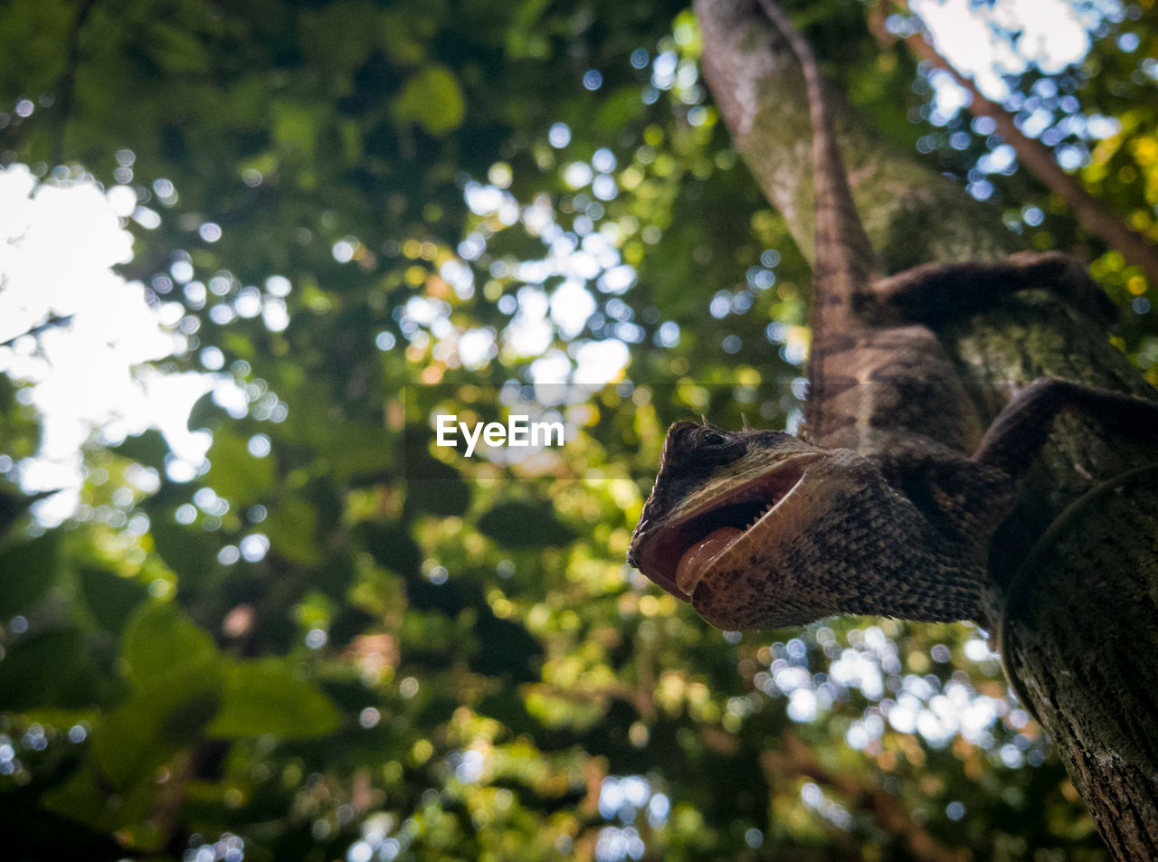 LOW ANGLE VIEW OF GIRAFFE ON TREE