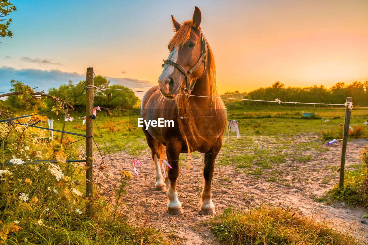 Horse standing in ranch against sky during sunset