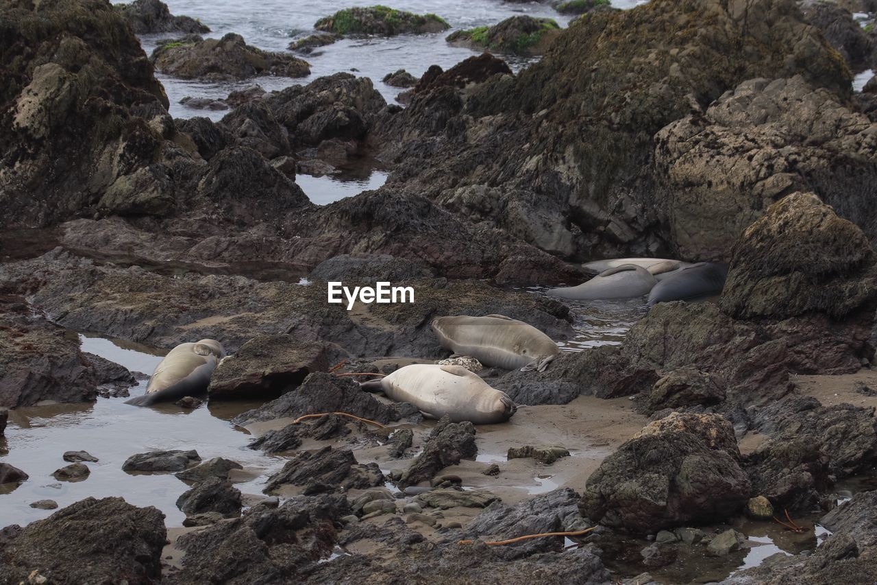 High angle view of seals resting at rocky shore