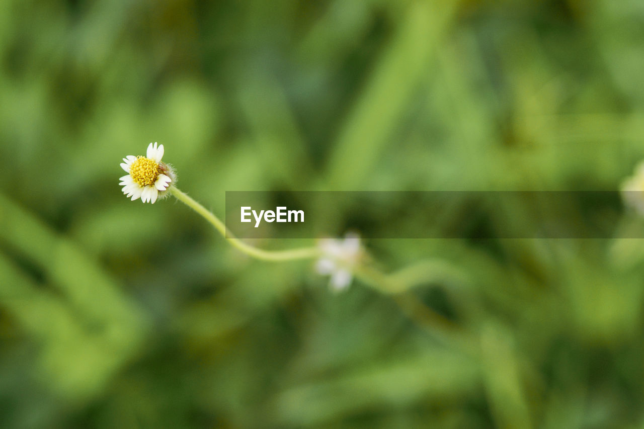 Close-up of flower blooming outdoors