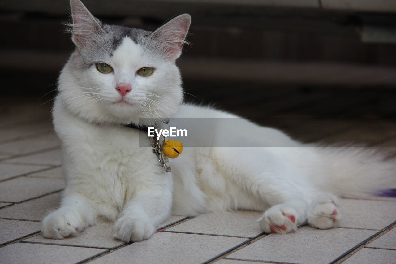 CLOSE-UP PORTRAIT OF WHITE CAT WITH EYES