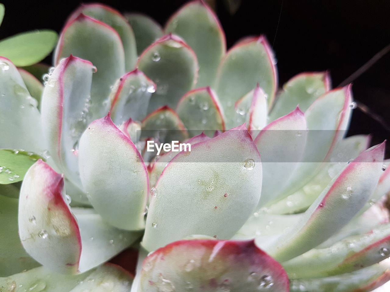 CLOSE-UP OF WATER DROPS ON SUCCULENT PLANT