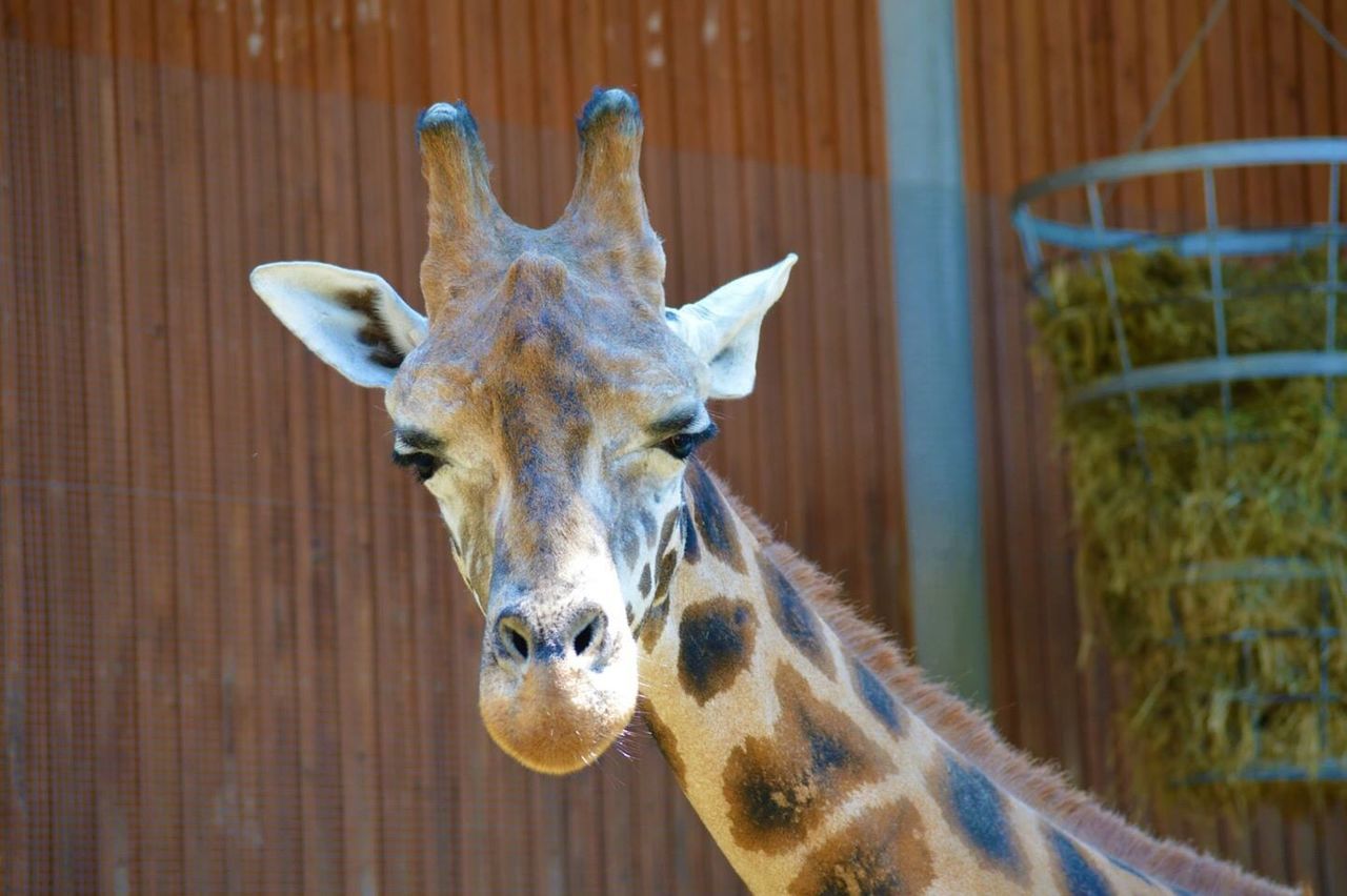 Close up of giraffe