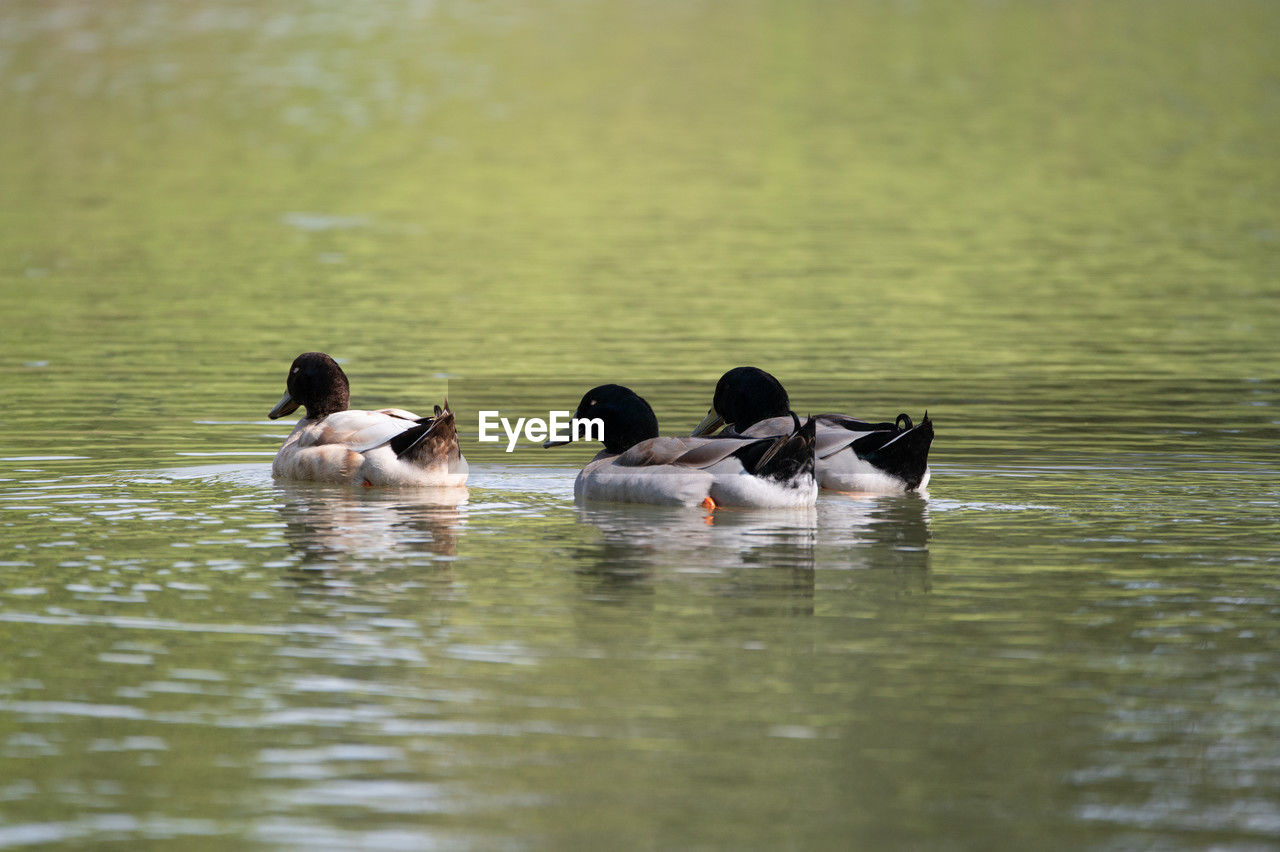 water, bird, animal wildlife, animal themes, wildlife, animal, duck, group of animals, lake, swimming, water bird, ducks, geese and swans, nature, no people, day, poultry, mallard, outdoors, waterfront, beauty in nature, selective focus, togetherness, reflection