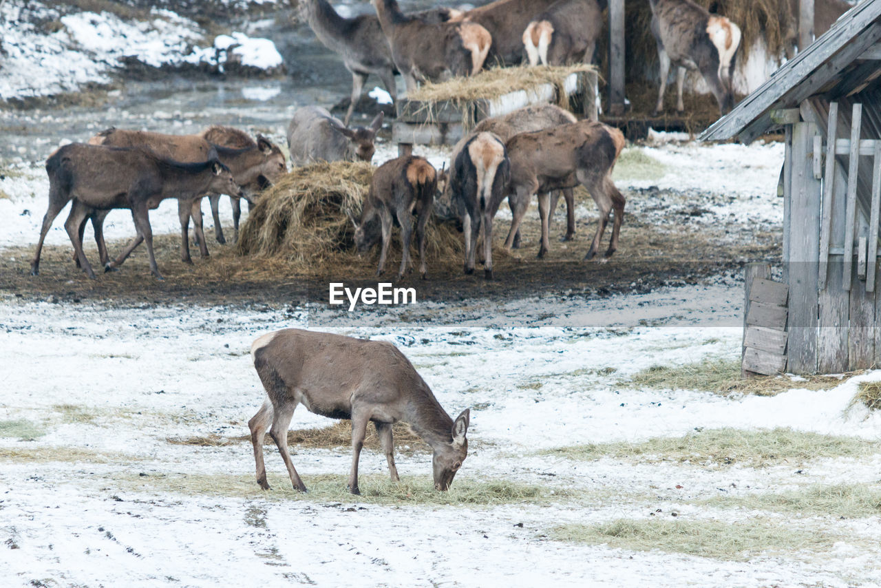 HORSES IN THE WINTER