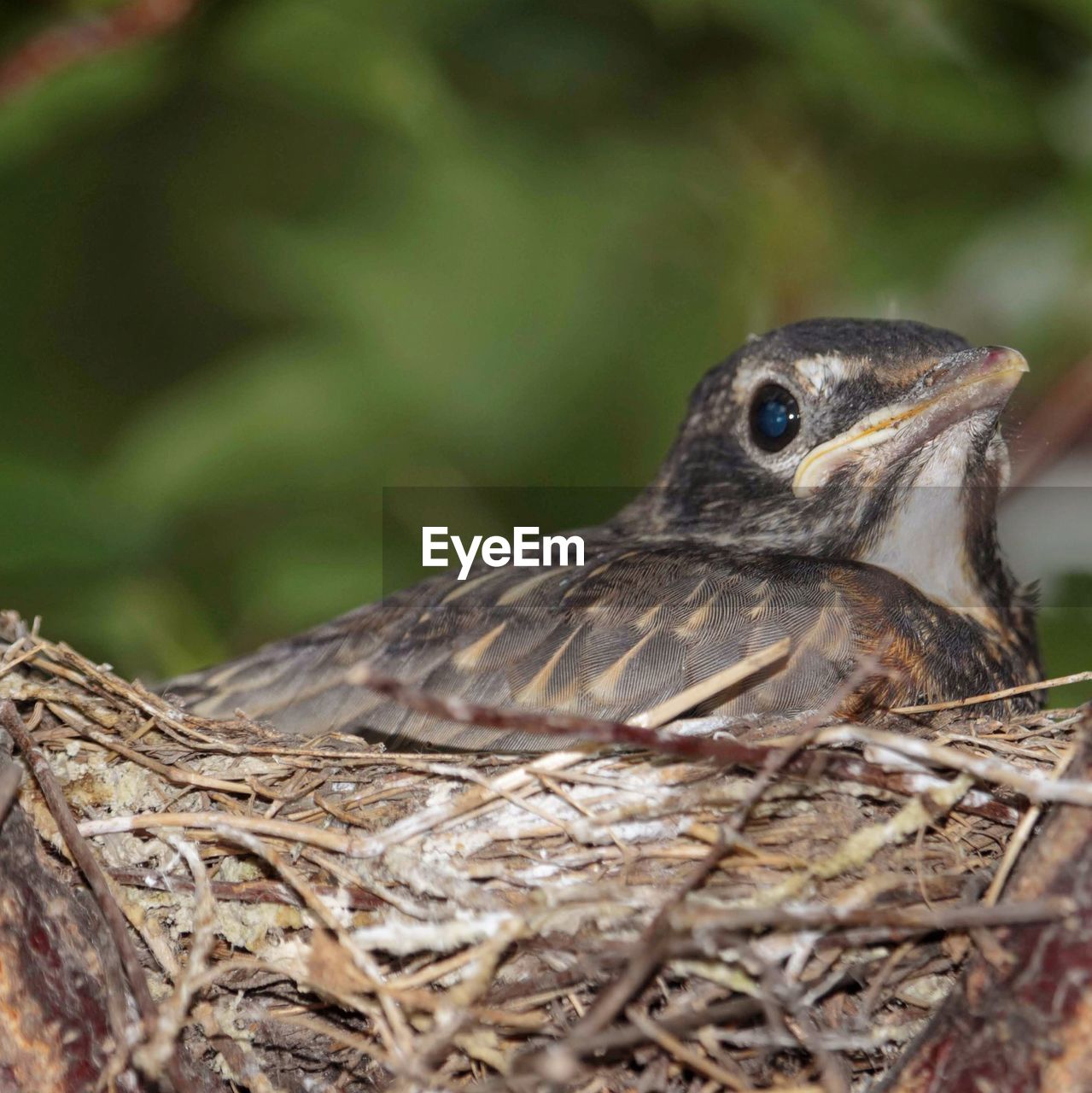 CLOSE-UP OF A BIRD