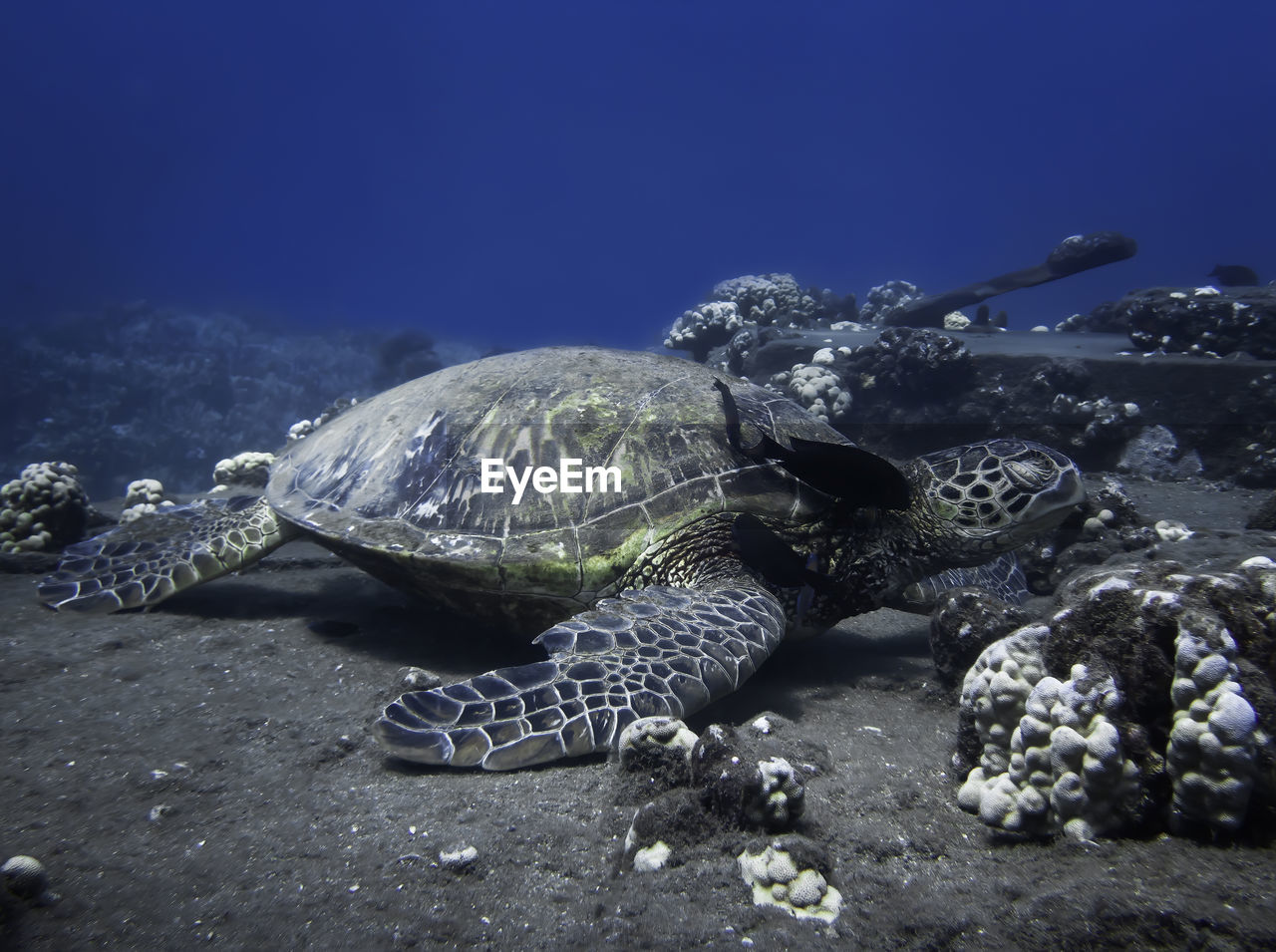 TURTLE SWIMMING IN SEA AGAINST CLEAR SKY