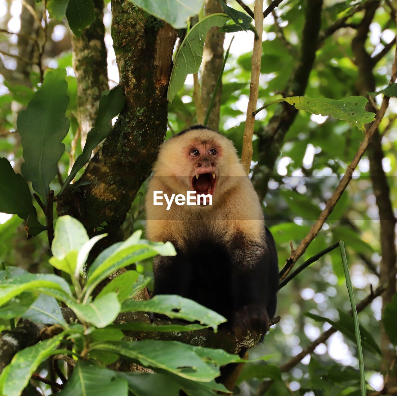 Low angle view of monkey on tree