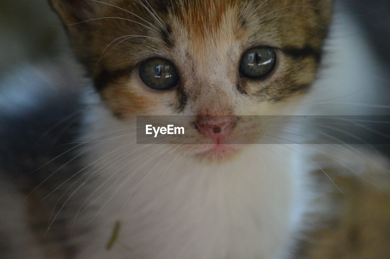 Close-up portrait of kitten