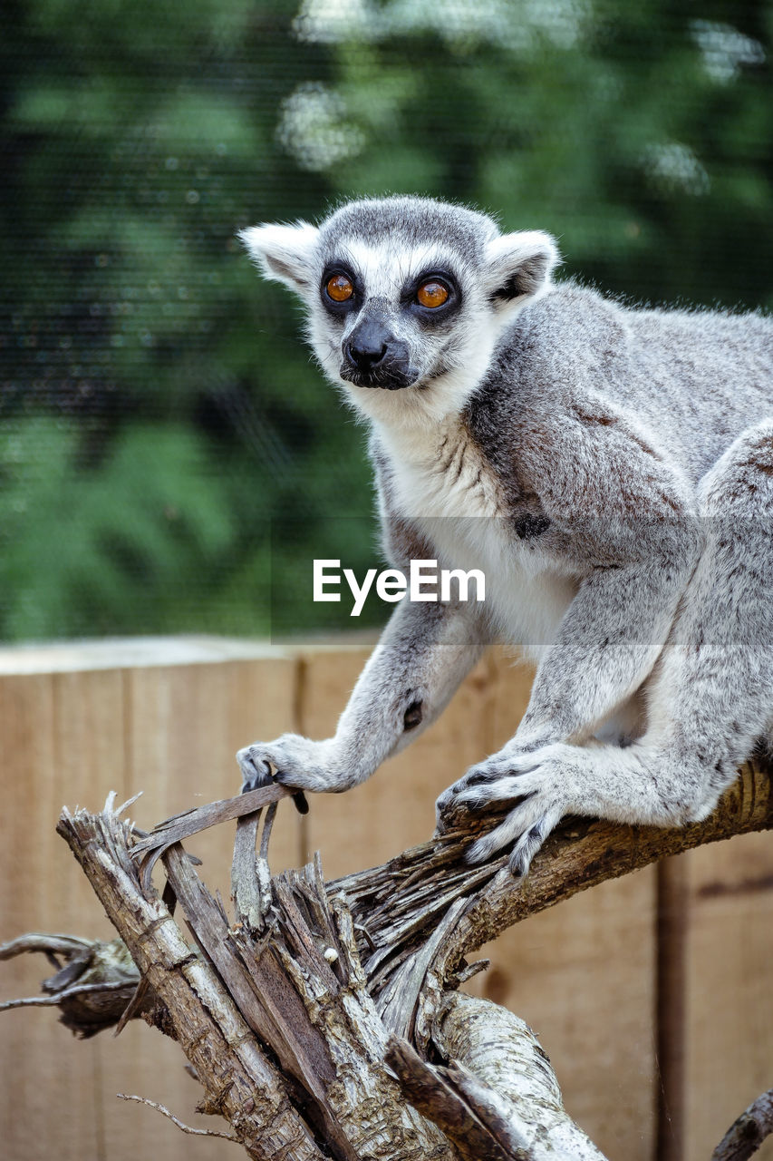 Portrait of lemur on log at london zoo