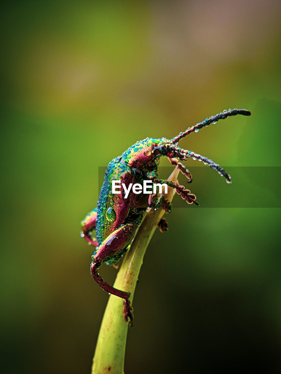 Rainbow bugs on the leaf