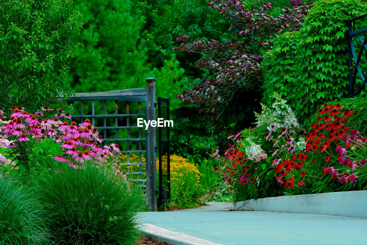 VIEW OF FLOWERS ON TREES