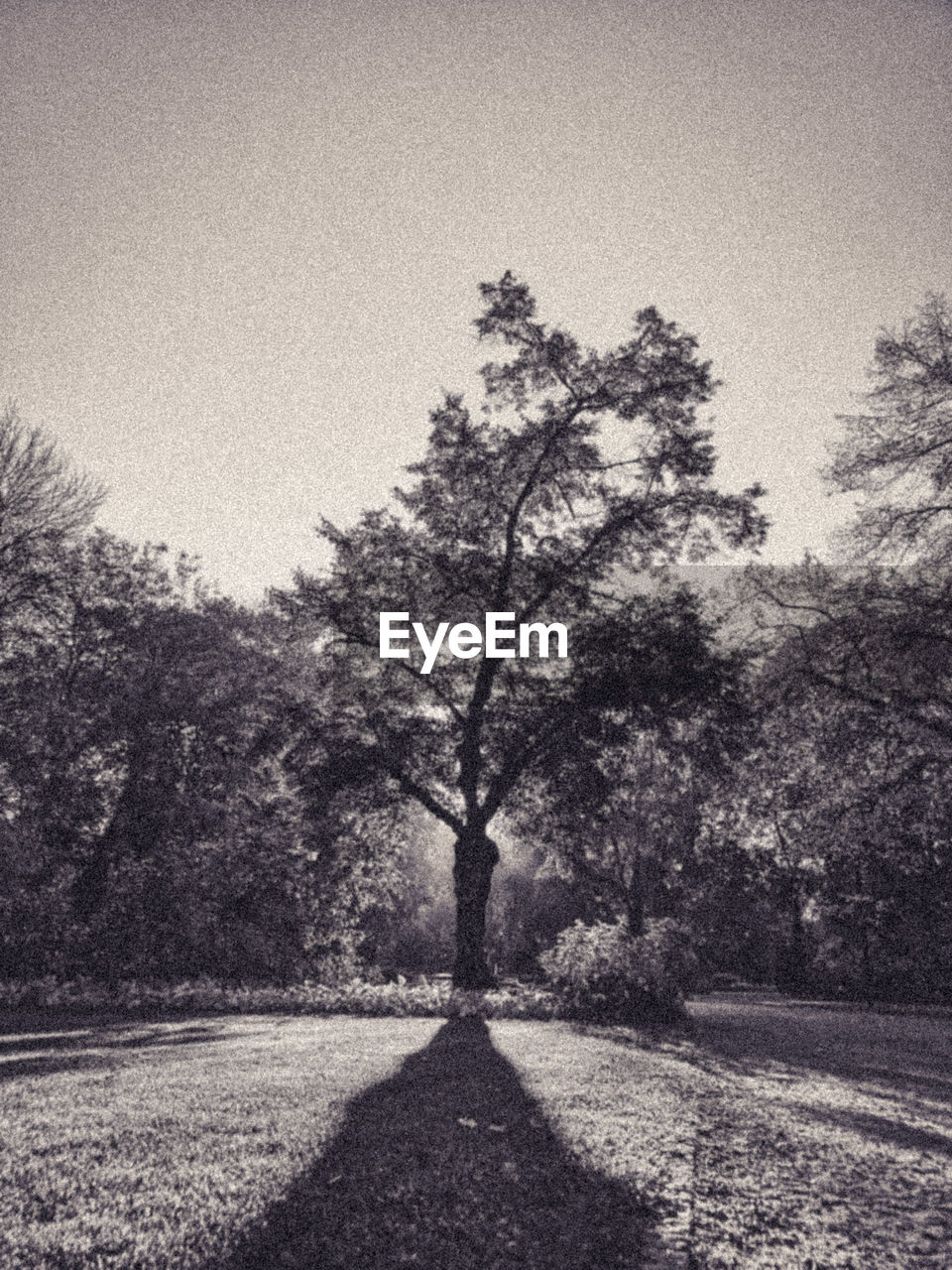 ROAD AMIDST TREES IN PARK AGAINST SKY