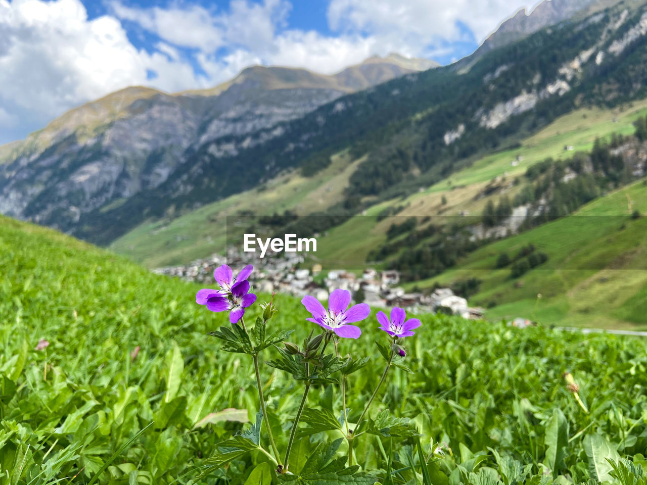Flowers above the village of vals